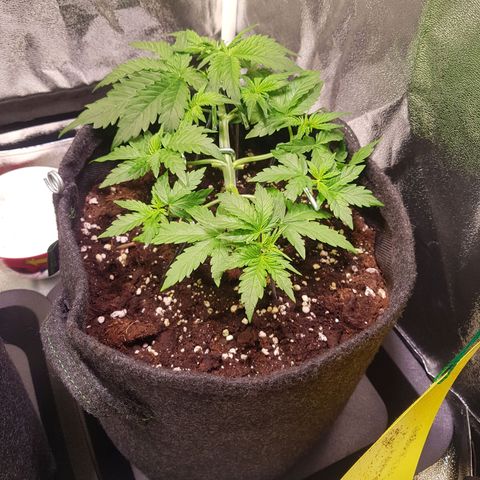 Cheese Auto Pauline  growlog photo: Training verläuft ganz gut 