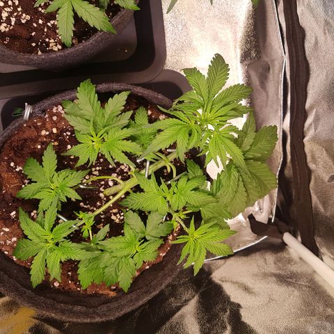 Cheese Auto Pauline  growlog timeline photo