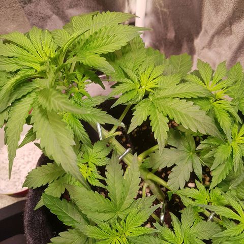 Cheese Auto Pauline  growlog timeline photo