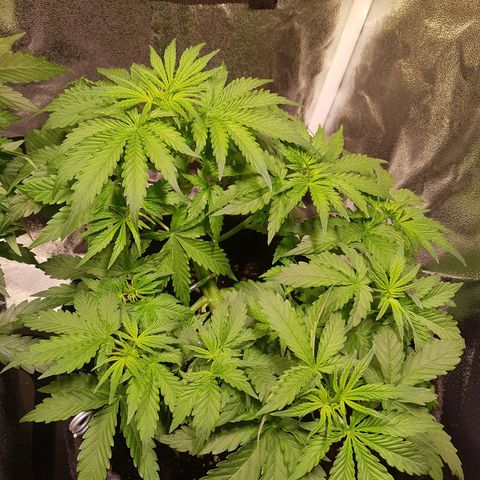 Cheese Auto Pauline  growlog timeline photo