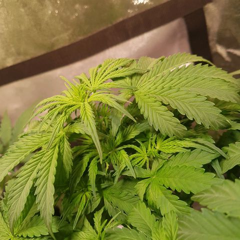 Cheese Auto Pauline  growlog timeline photo