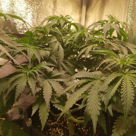 Cheese Auto Pauline  growlog timeline photo