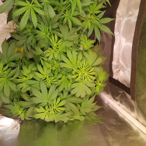 Cheese Auto Pauline  growlog timeline photo