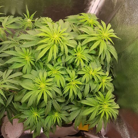 Cheese Auto Pauline  growlog timeline photo