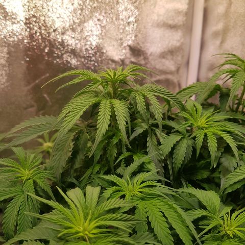 Cheese Auto Pauline  growlog timeline photo