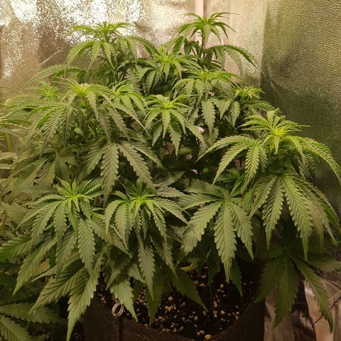 Cheese Auto Pauline  growlog timeline photo