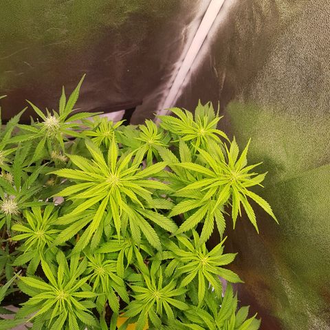 Cheese Auto Pauline  growlog timeline photo