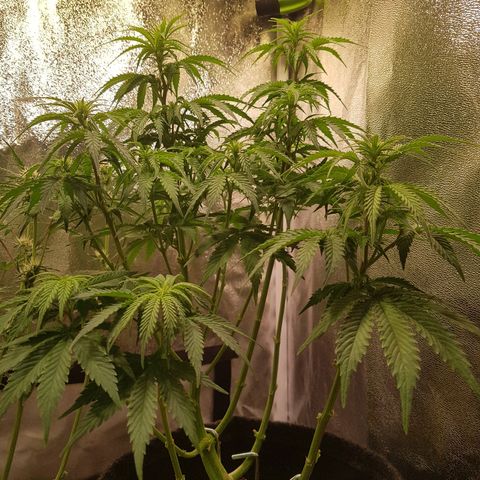Cheese Auto Pauline  growlog timeline photo