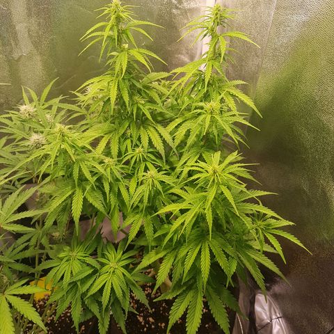 Cheese Auto Pauline  growlog timeline photo