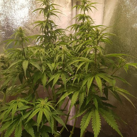 Cheese Auto Pauline  growlog timeline photo