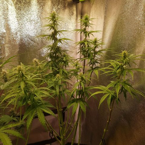 Cheese Auto Pauline  growlog timeline photo