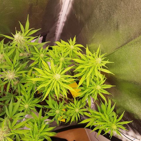 Cheese Auto Pauline  growlog timeline photo