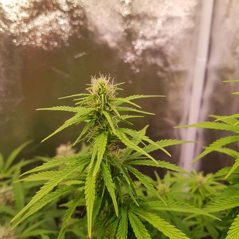 Cheese Auto Pauline  growlog timeline photo