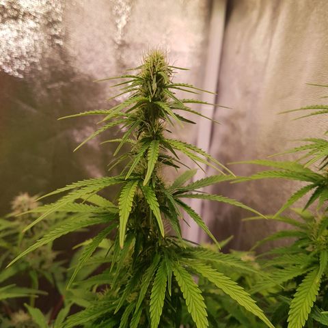 Cheese Auto Pauline  growlog timeline photo