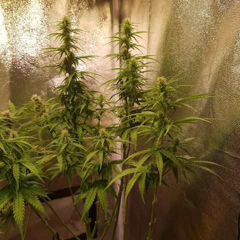 Cheese Auto Pauline  growlog timeline photo