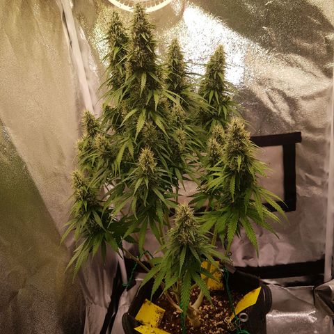 Cheese Auto Pauline  growlog timeline photo