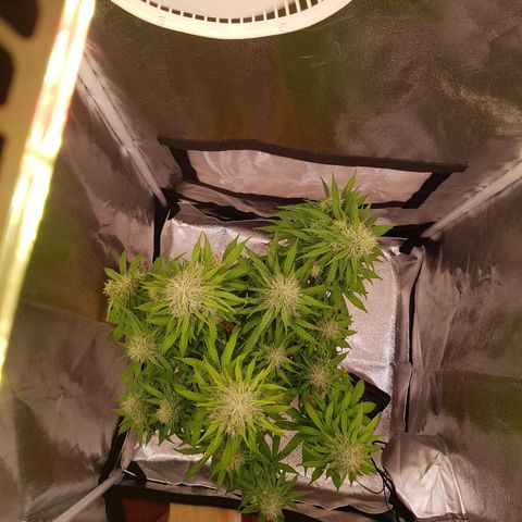 Cheese Auto Pauline  growlog timeline photo