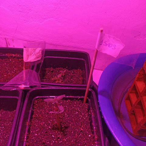 Girafa growlog timeline photo