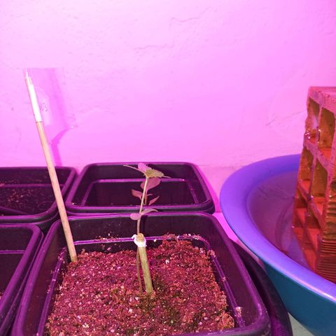Girafa growlog photo: A planta parece estar saudável tendo o crescimento das folhas e do caule, foi realizado um ajuste na altura da luz e no momento está aproximadamente 25cm da folhas da planta para a luz 