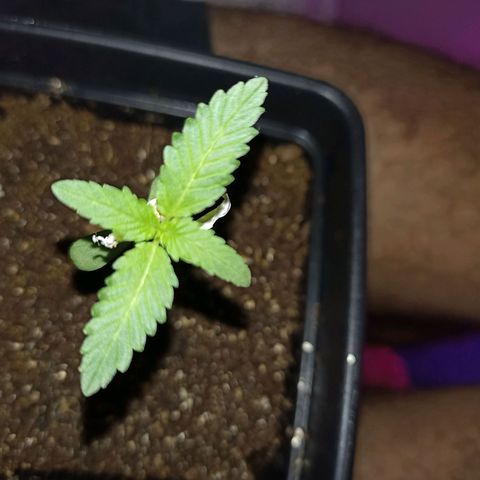 Girafa growlog timeline photo