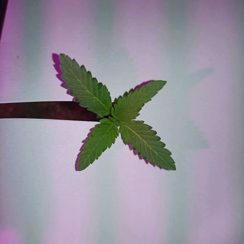 Girafa growlog timeline photo