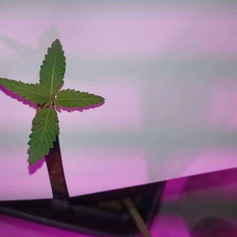 Girafa growlog timeline photo