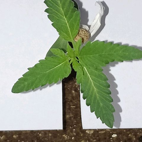 Girafa growlog timeline photo