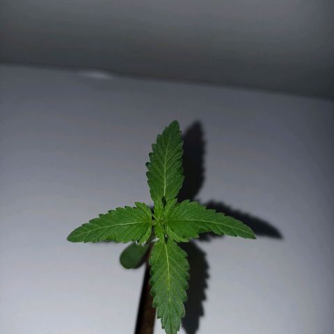 Girafa growlog timeline photo