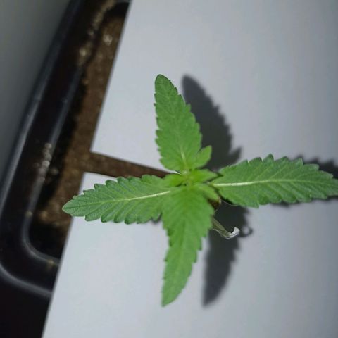 Girafa growlog timeline photo