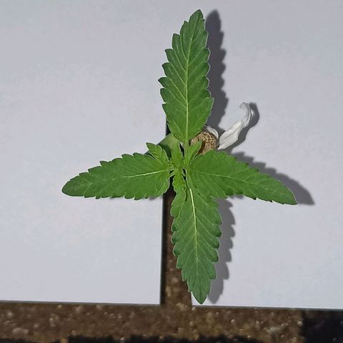 Girafa growlog timeline photo