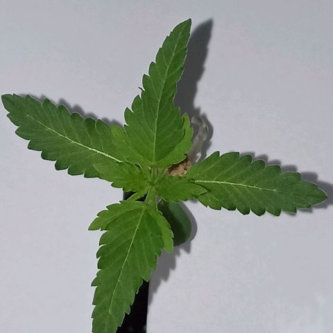Girafa growlog timeline photo
