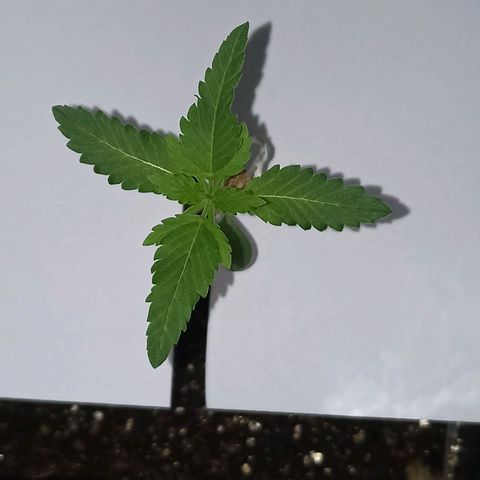 Girafa growlog timeline photo