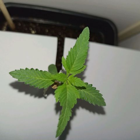 Girafa growlog timeline photo