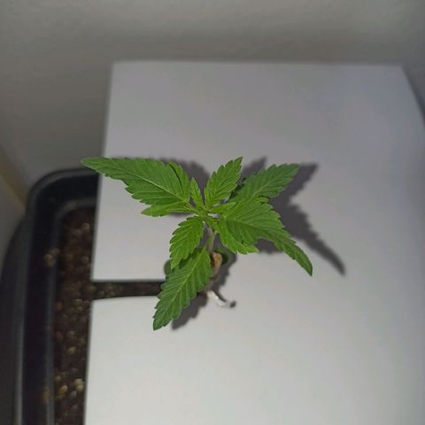 Girafa growlog timeline photo