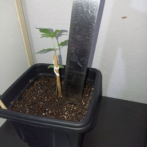 Girafa growlog timeline photo