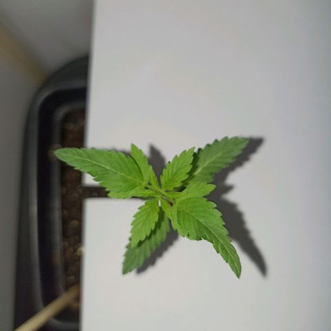 Girafa growlog timeline photo