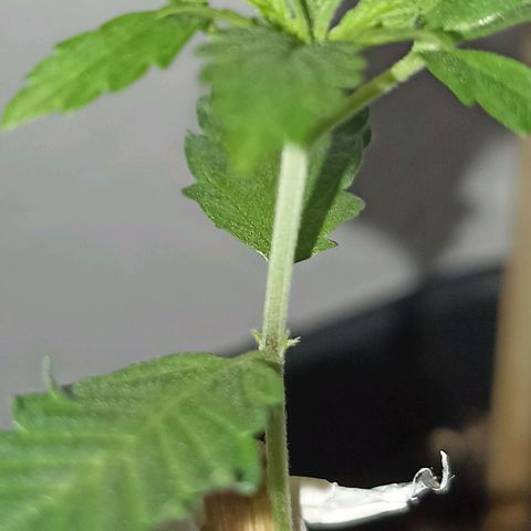 Girafa growlog timeline photo