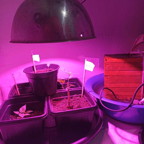 Girafa growlog timeline photo