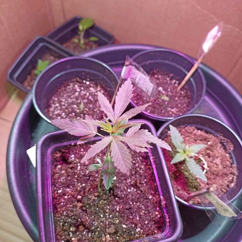 Girafa growlog timeline photo