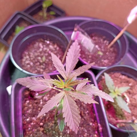 Girafa growlog timeline photo