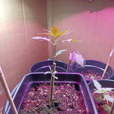 Girafa growlog timeline photo