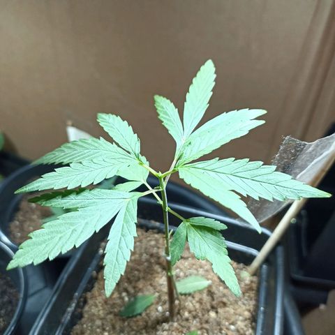 Girafa growlog timeline photo