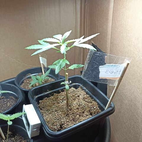 Girafa growlog timeline photo
