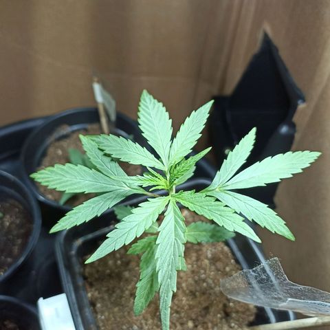 Girafa growlog timeline photo