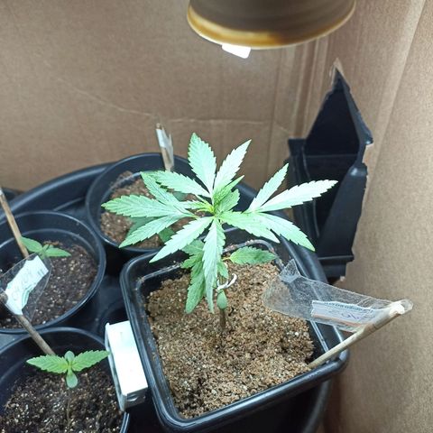 Girafa growlog timeline photo