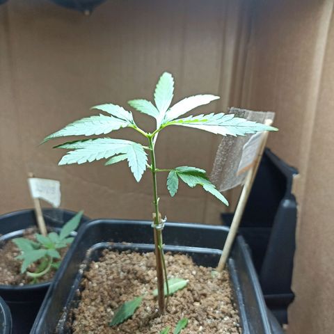 Girafa growlog timeline photo