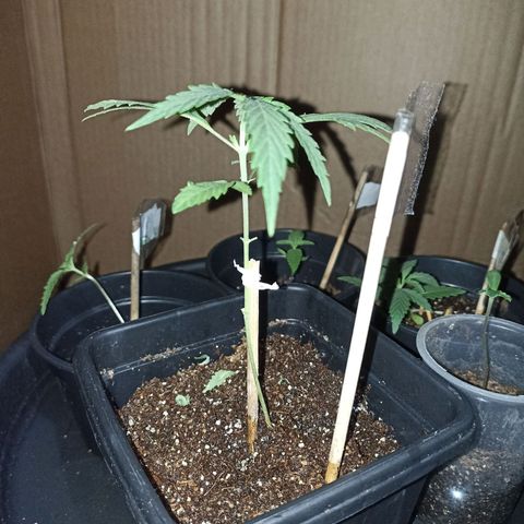 Girafa growlog timeline photo