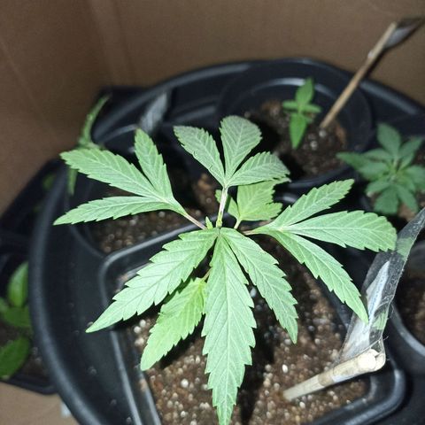 Girafa growlog timeline photo