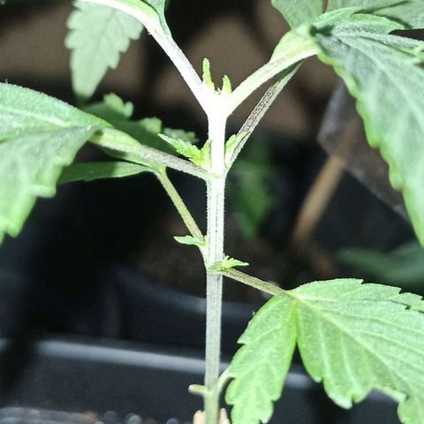 Girafa growlog timeline photo
