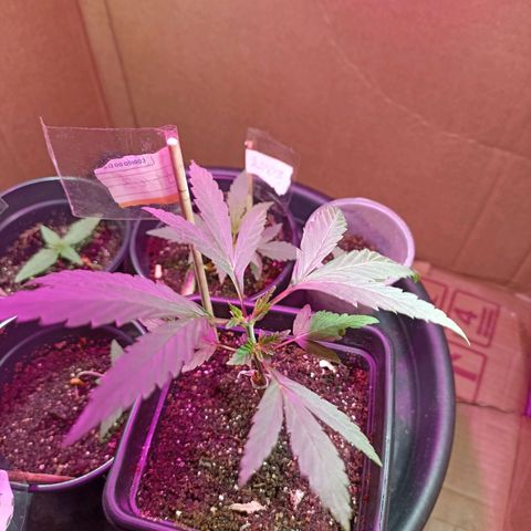 Girafa growlog timeline photo